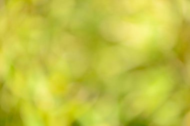 Natural backgrounds of lights and colors of nature