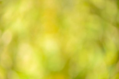 Natural backgrounds of lights and colors of nature