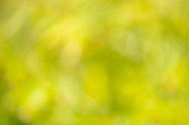 Natural backgrounds of lights and colors of nature