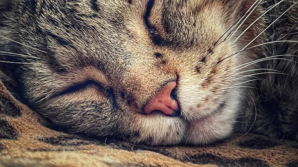 Detail Domestic Cat Sleeping Top Blanket — Stock Photo, Image