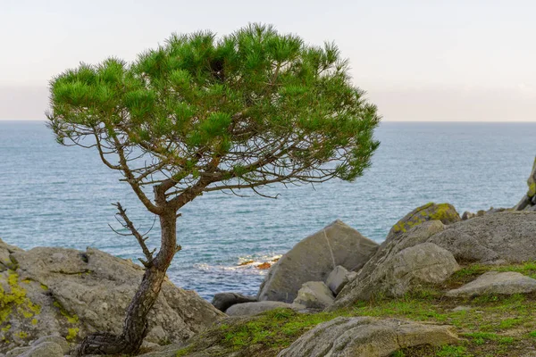 Landskap Och Detaljer Coast Brave Costa Brava Girona Spanien — Stockfoto