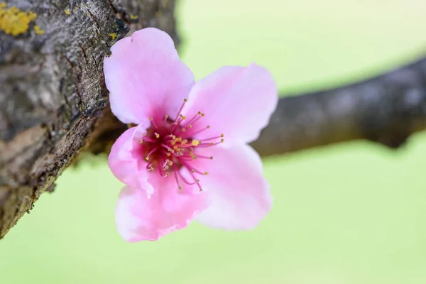 Весной Цветут Фруктовые Деревья — стоковое фото