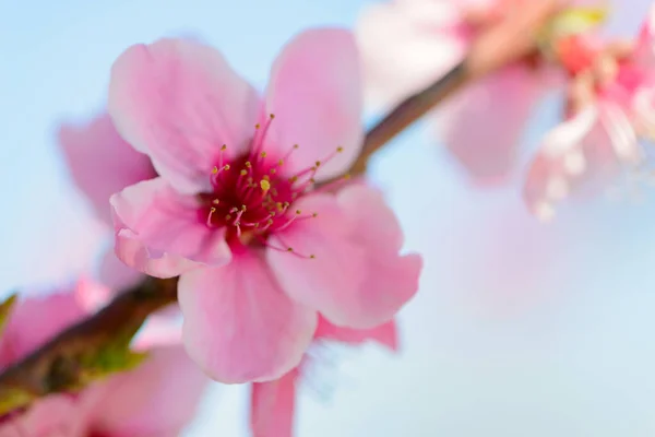 Floração Árvores Fruto Primavera — Fotografia de Stock