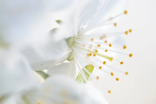 Çiçek Açan Serenity Kiraz Çiçeklerinin Güzelliğinin Yakalanması — Stok fotoğraf