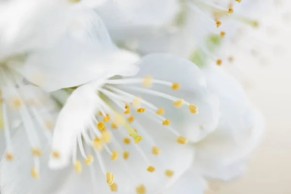 Virágzó Nyugalom Cseresznyevirág Szépségének Megragadása — Stock Fotó