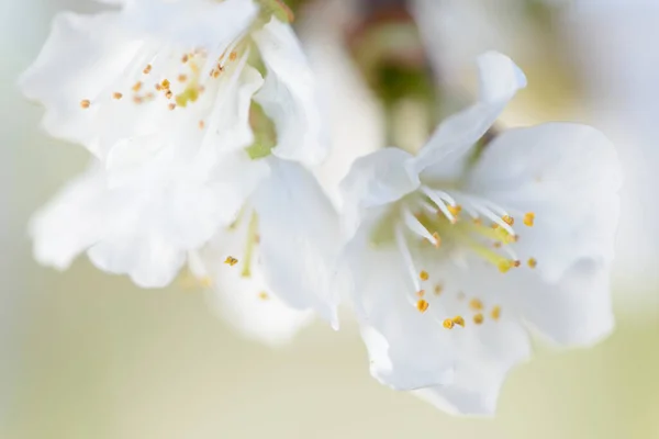 Çiçek Açan Serenity Kiraz Çiçeklerinin Güzelliğinin Yakalanması — Stok fotoğraf