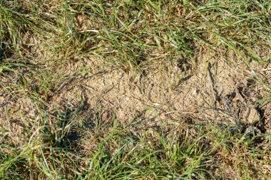 Yıkıcı Kuraklık: İklim değişikliğinin Ekin Tarlaları üzerindeki Korkunç Etkilerini Ortaya Çıkarmak