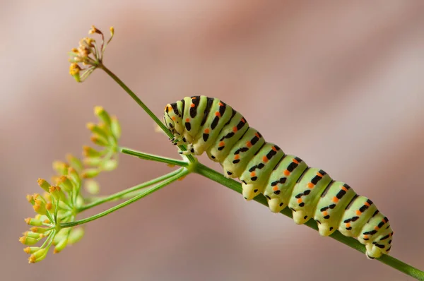 Metamorphosis Unfolds Discover Beauty Machaon Caterpillar Close Photography — стокове фото