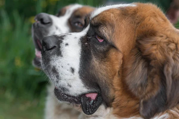 Очарование Собаки Завораживающие Портреты Лица Сан Бернарда — стоковое фото