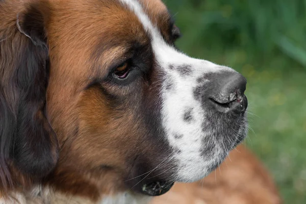 犬の魅力 サンバーナードの顔の肖像画の魅力 — ストック写真