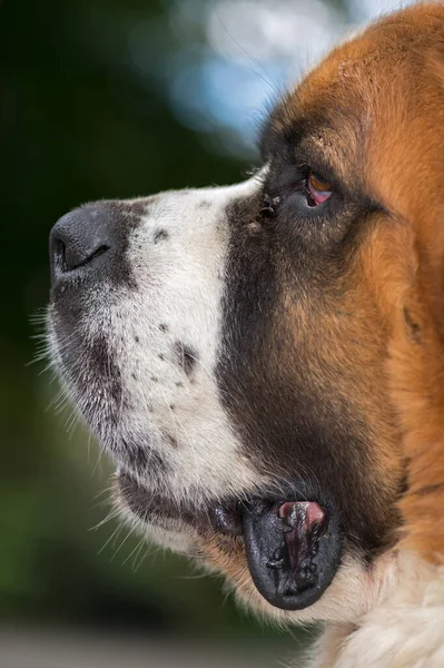 Очарование Собаки Завораживающие Портреты Лица Сан Бернарда — стоковое фото
