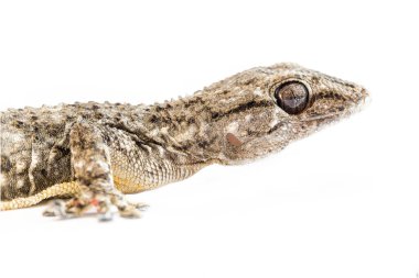 Duvarın Fısıltısı: Boş tuval üzerinde Tarentola Moritanica