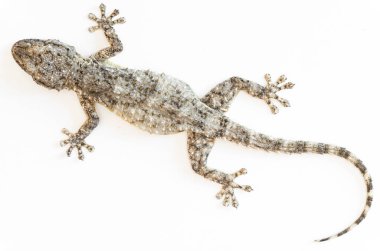 Duvarın Fısıltısı: Boş tuval üzerinde Tarentola Moritanica