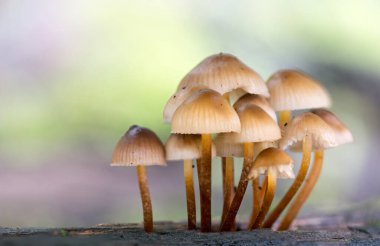 Büyüleyici Keşifler: Büyüleyici Mantar Diyarı