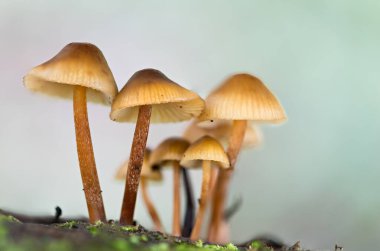 Büyüleyici Keşifler: Büyüleyici Mantar Diyarı