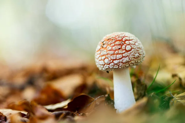 迷人的探险 蘑菇迷人的境界 — 图库照片