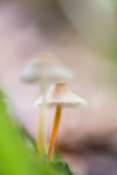 매혹적인 버섯의 매혹적인 — 스톡 사진