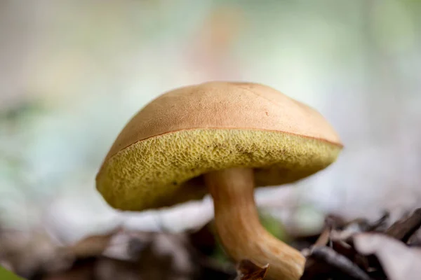 매혹적인 버섯의 매혹적인 — 스톡 사진