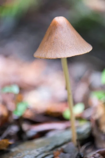 Explorações Encantadoras Reino Cativante Dos Cogumelos — Fotografia de Stock