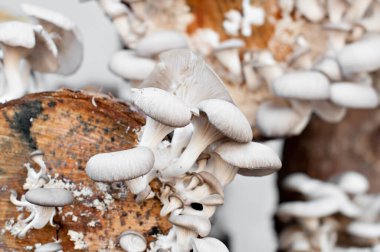 Büyüleyici Keşifler: Büyüleyici Mantar Diyarı