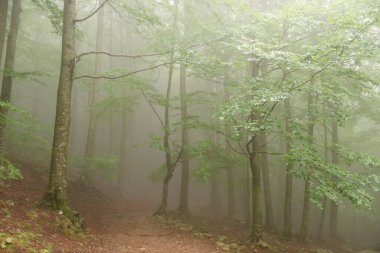 Gizemli Orman: Gizem ve Büyünün Huzurlu Mutluluğu