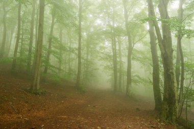 Gizemli Orman: Gizem ve Büyünün Huzurlu Mutluluğu
