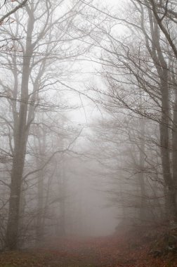 Gizemli Orman: Gizem ve Büyünün Huzurlu Mutluluğu