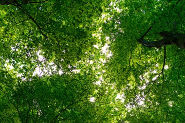 Gizemli Orman: Gizem ve Büyünün Huzurlu Mutluluğu