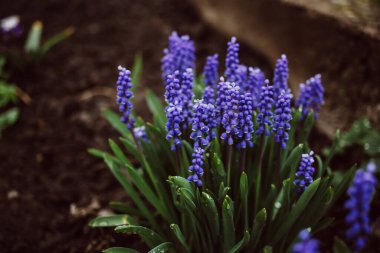 Bahar bahçesinde yağmur damlalarıyla mor muscari çiçeği. Muscari ihmal. Mavi çiçekler. Üzüm sümbülü.