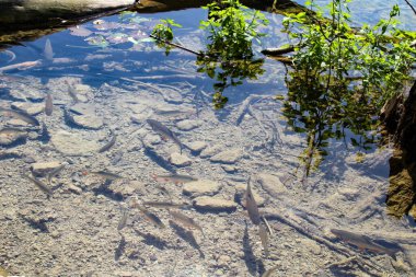 Gölün berrak suyu. Sualtı Gölü Dibi. Sualtı Ağaçları ve Dalları. Su Balığı. Güzel Doğa. Plitvice Gölleri Ulusal Parkı.