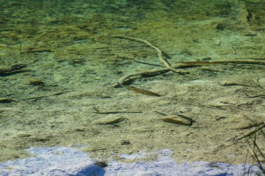 Gölün berrak suyu. Sualtı Gölü Dibi. Sualtı Ağaçları ve Dalları. Su Balığı. Güzel Doğa. Plitvice Gölleri Ulusal Parkı.