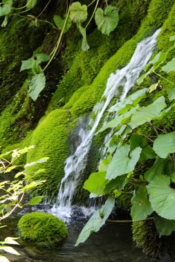 Küçük Irmak Ormanı. Orman Şelaleleri. Kristal berrak su. Parktaki Şelaleler Şelalesi. Güzel Doğa. Plitvice Gölleri Ulusal Parkı.