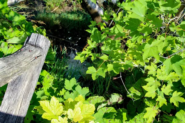 Küçük Irmak Ormanı. Orman Şelaleleri. Kristal berrak su. Parktaki Şelaleler Şelalesi. Güzel Doğa. Plitvice Gölleri Ulusal Parkı.