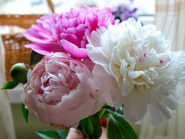 Çiçek tozu. Pembe ve Beyaz Şakayıklar. Taze kesilmiş çiçekler. Çiçekteki Çiy Damlaları.