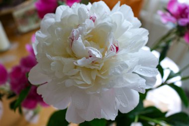 Çiçek tozu. Pembe ve Beyaz Şakayıklar. Taze kesilmiş çiçekler. Çiçekteki Çiy Damlaları.