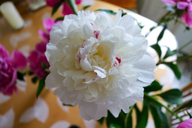 Çiçek tozu. Pembe ve Beyaz Şakayıklar. Taze kesilmiş çiçekler. Çiçekteki Çiy Damlaları.