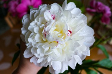 Çiçek tozu. Pembe ve Beyaz Şakayıklar. Taze kesilmiş çiçekler. Çiçekteki Çiy Damlaları.