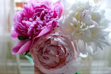 Çiçek tozu. Pembe ve Beyaz Şakayıklar. Taze kesilmiş çiçekler. Çiçekteki Çiy Damlaları.