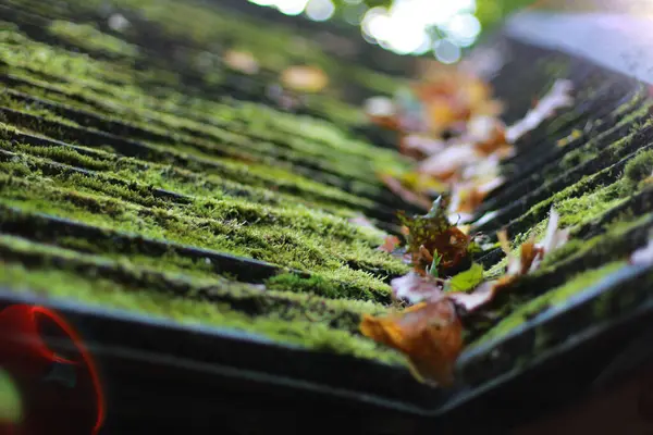 Forest Hut Roof with Moss and Fallen Autumn Leaves. Black Shingles Roof. Old Roof Slope. Green Moss. Autumn Weather