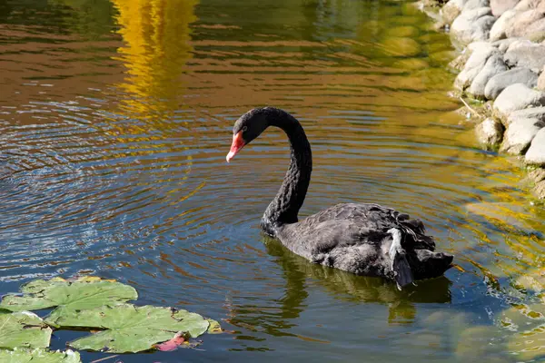 Black Swan On Pond. Graceful Black Swan Swimming In A Pond.