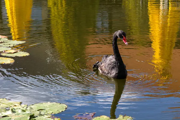 Black Swan On Pond. Graceful Black Swan Swimming In A Pond.