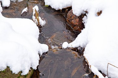 Kış Ormanı Akıntısı. Kar ve Akıntılı Kış Ormanı Sahnesi. Soğuk berrak su akıntısı. Kar yığınları ve orman ağaçlarıyla kış manzarası. Kış. Karlı Orman. 