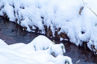 Kış Ormanı Akıntısı. Kar ve Akıntılı Kış Ormanı Sahnesi. Soğuk berrak su akıntısı. Kar yığınları ve orman ağaçlarıyla kış manzarası. Kış. Karlı Orman. 