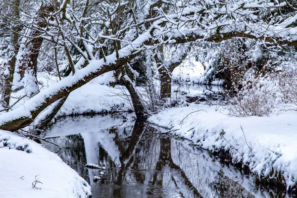 Winter Forest Stream. Winter Forest Scene With Snow and Stream. Cold Clear Water Stream. Winter Landscape with Snowdrifts and Forest Trees.Winter. Snowy Forest.