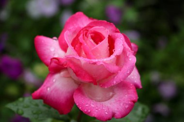 Pembe Gül Siyah Arkaplan. Güzel Pembe Gül. Pembe Güller Bahçesi Çiçekleri. Güllere tırmanıyorum. Çiçek bahçesi. Güzel gül. Güzel çiçekler..