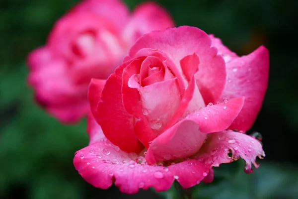 Pink Rose Black Background. Pretty Pink Rose. Pink Roses Garden Flowers. Climbing roses. Flower garden. Beautiful rose. Beautiful flowers.