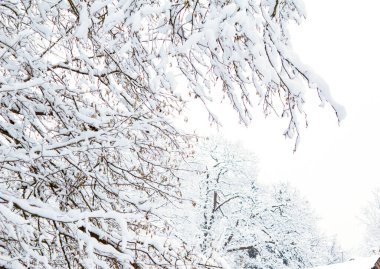 Kar Ağacı Dalları. Kış manzarası. Karlı Orman. Kar yığınları. Bulutlu Hava.