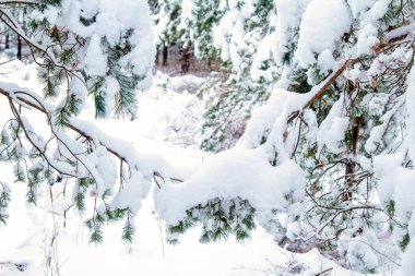 Kar Ağacı Dalları. Kış manzarası. Karlı Orman. Kar yığınları. Bulutlu Hava.