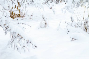 Kar Ağacı Dalları. Kış manzarası. Karlı Orman. Kar yığınları. Bulutlu Hava.