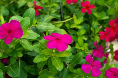 Bahçedeki küçük ağaçlar